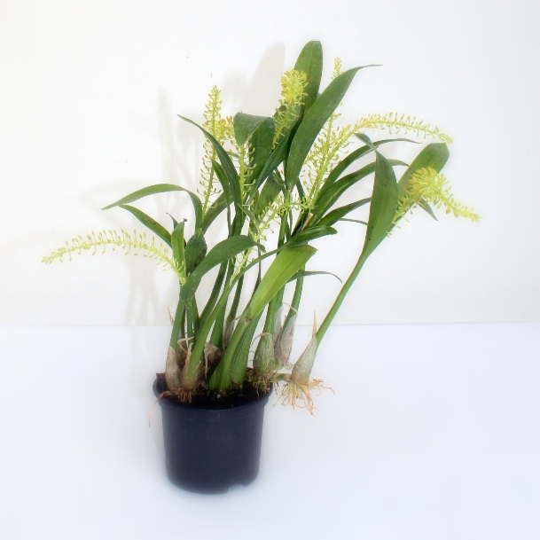 liparis condylobulbon viragzo idos anyanoveny lakasban is tarthato viragzo orchidea